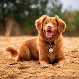 happy dog lying on the grass